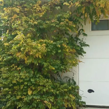 Le Carré Des Vignes